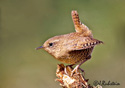 Troglodytes paciﬁcus 